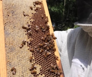 Heatwaves Cripple French Honey Harvest