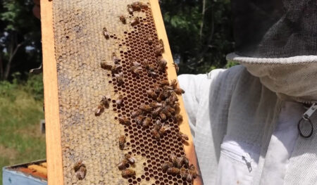 Read more about the article Balearic Beekeepers Receive Seeds For Free