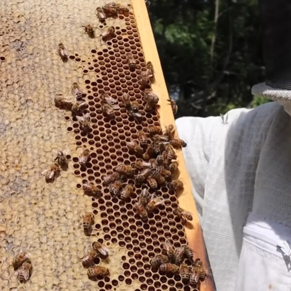 Heatwaves Cripple French Honey Harvest
