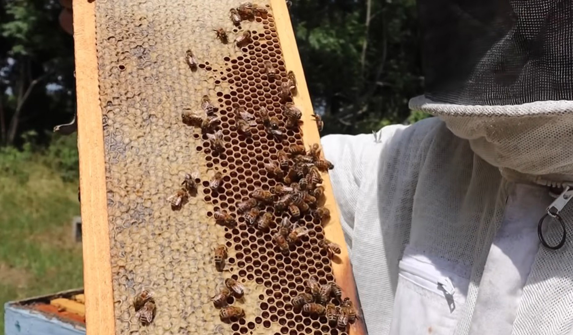Balearic Beekeepers Receive Seeds For Free