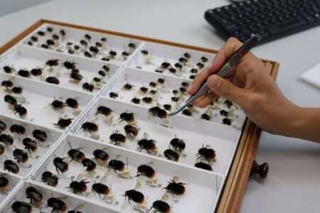 Read more about the article UK Bumblebees Strained By Warm Weather, Study Shows