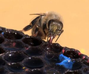 Worrying Wild Bee Population Decline In Northern Germany