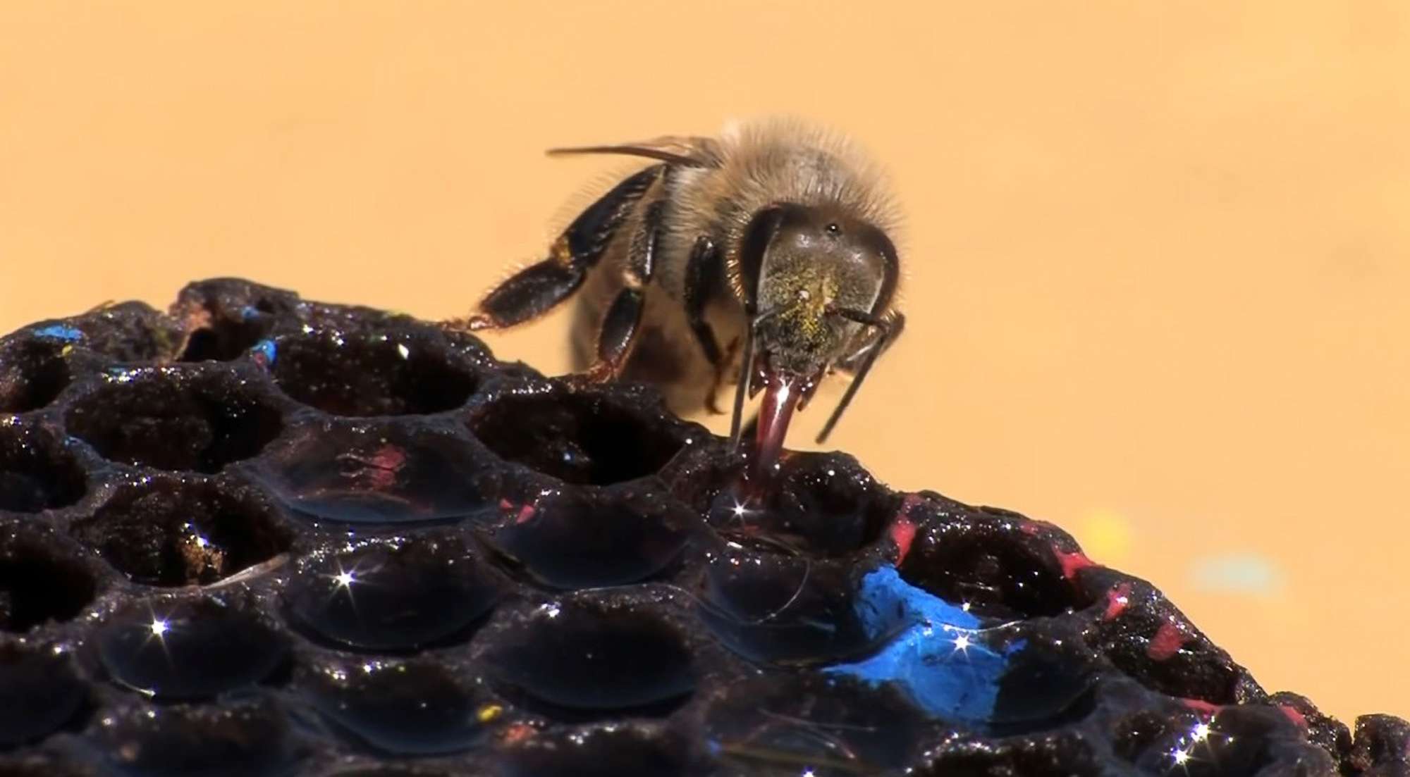 Worrying Wild Bee Population Decline In Northern…