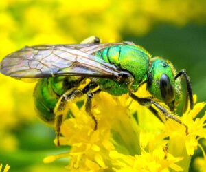 Immense Decline In Pennsylvania Wild Bee Biodiversity