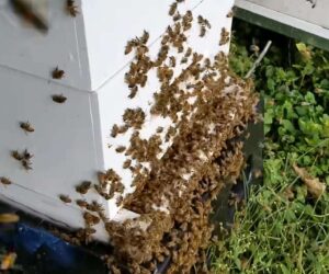 Skilled Beekeeper Training Offers A Lot, Apiarist Confirms