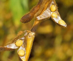 Study Confirms Intense Soybean Field Forage