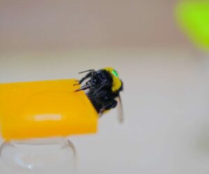 Bumblebees Have Limited But Useful Memory, Survey Shows