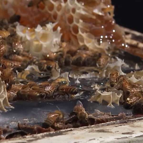 Bees Starve In Droughts And Extreme Rain, UC Expert Warns