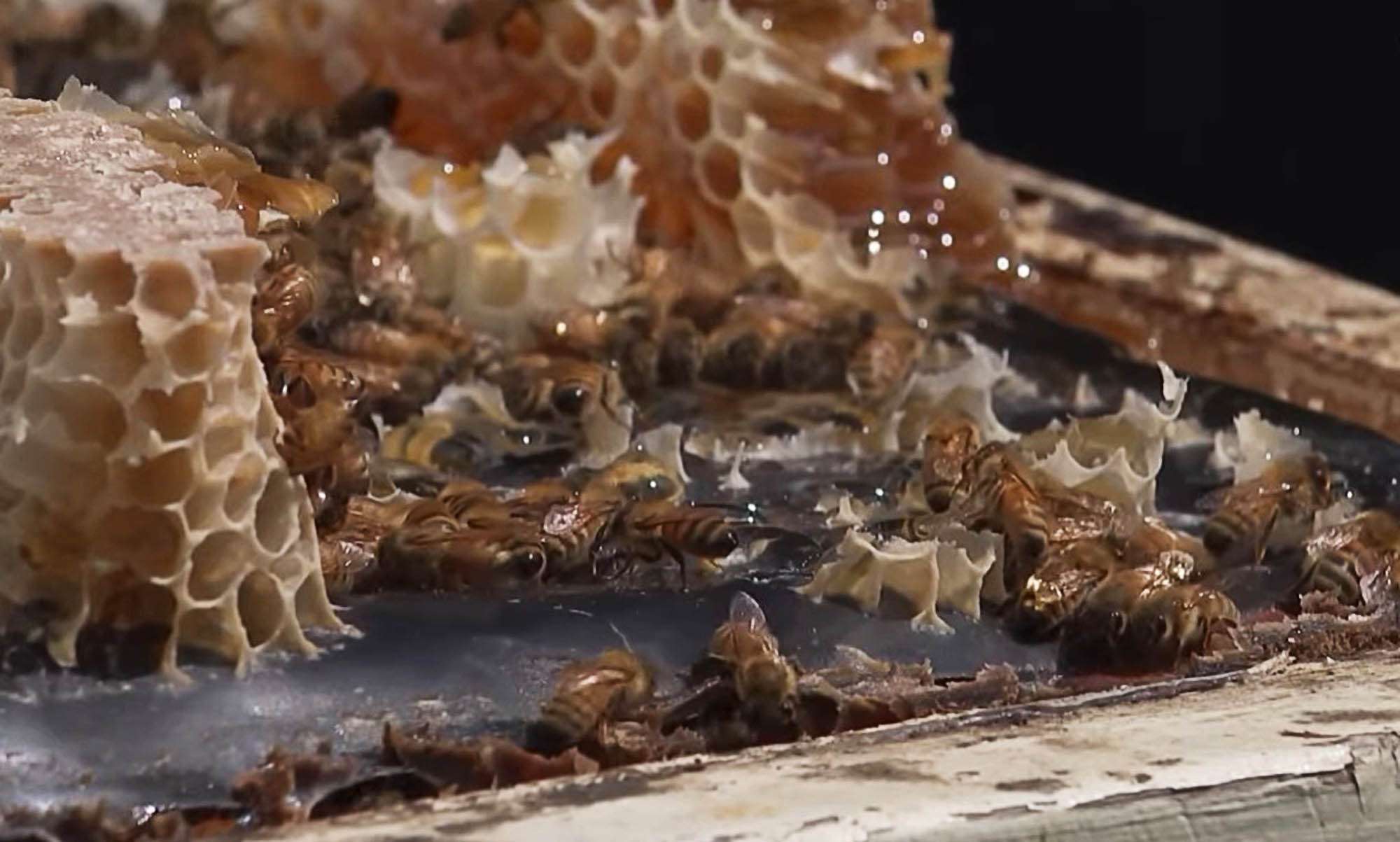 Bees Starve In Droughts And Extreme Rain,…