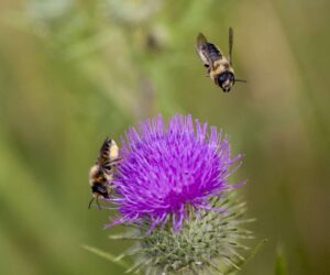 Rare Plants Attract Rare Bees, Dartmouth Research Shows