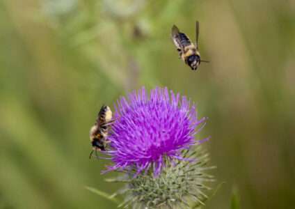 Read more about the article Rare Plants Attract Rare Bees, Dartmouth Research Shows