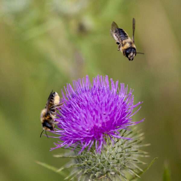 Rare Plants Attract Rare Bees, Dartmouth Research Shows