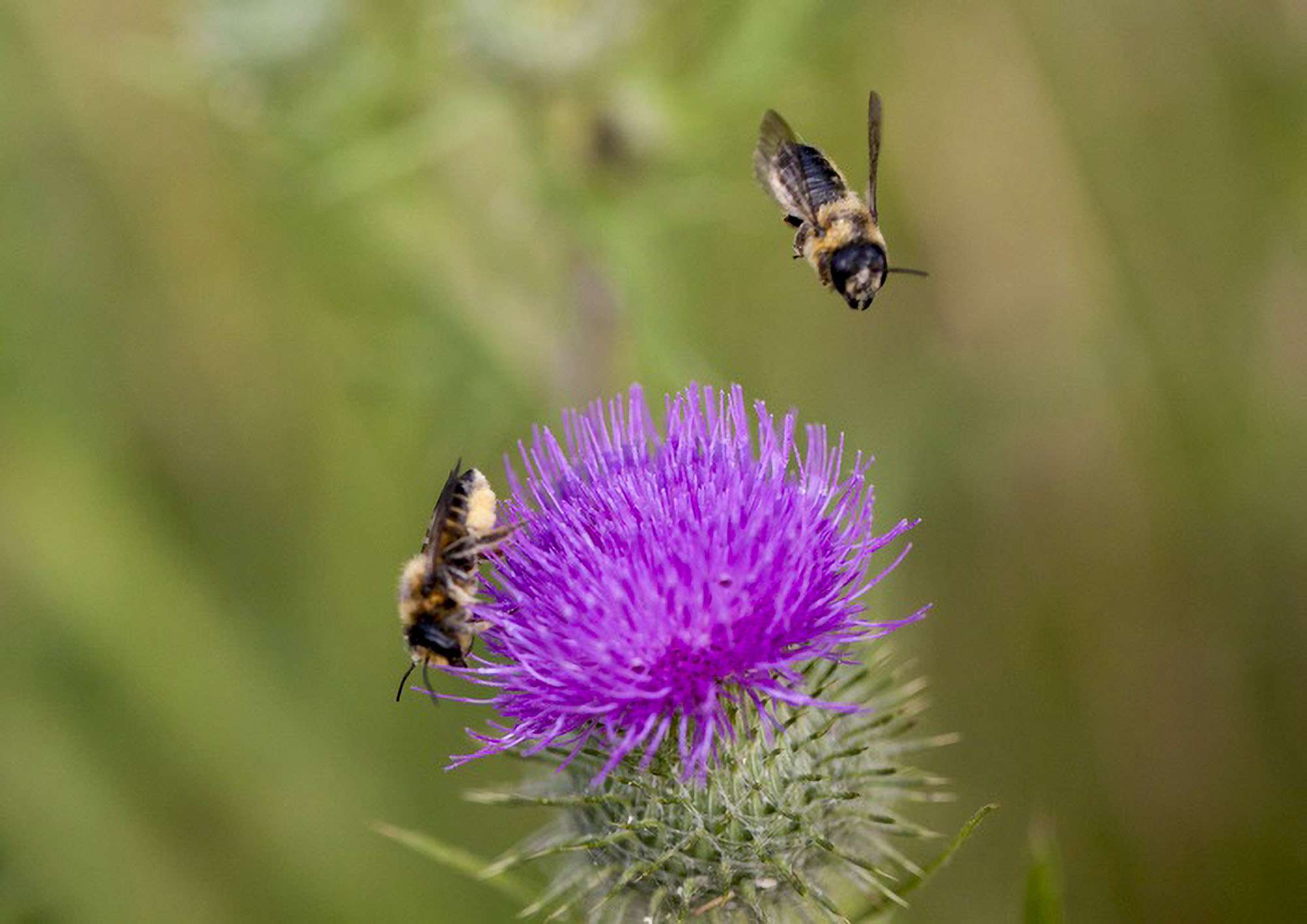 Rare Plants Attract Rare Bees, Dartmouth Research…