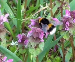 Self-Pollinating Plant Suffers Genetic Variation Loss If Separated From Bumblebees