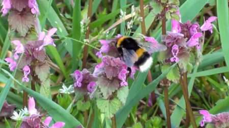 Read more about the article Self-Pollinating Plant Suffers Genetic Variation Loss If Separated From Bumblebees