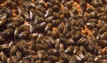 Read more about the article Mild Autumns ‘Can Be A Risk For The Hive’