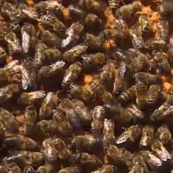 Mild Autumns ‘Can Be A Risk For The Hive’