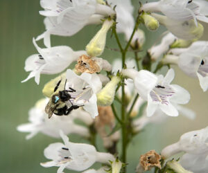 Flower Petal Size Affects Spreading Of Bumblebee Parasite