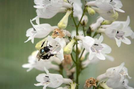 Read more about the article Flower Petal Size Affects Spreading Of Bumblebee Parasite
