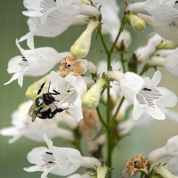Flower Petal Size Affects Spreading Of Bumblebee Parasite