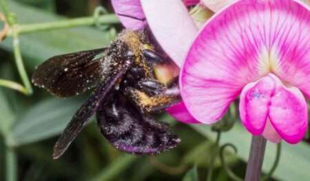 Read more about the article Bee Venom Study Hints Breast Cancer Treatment Prospect