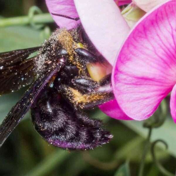Bee Venom Study Hints Breast Cancer Treatment Prospect