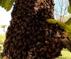 South African Man Killed By Swarm Of Bees He Believed To Be His Ancestors