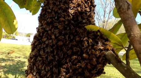 Read more about the article South African Man Killed By Swarm Of Bees He Believed To Be His Ancestors