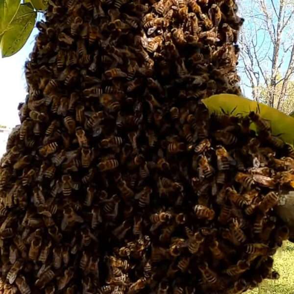 South African Man Killed By Swarm Of Bees He Believed To Be…