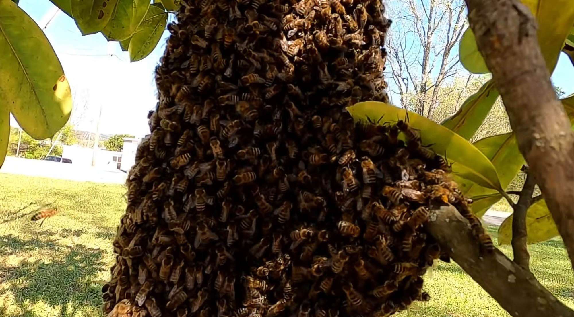 South African Man Killed By Swarm Of…