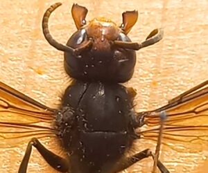 Asian Hornet Continues To Expand Habitat In France