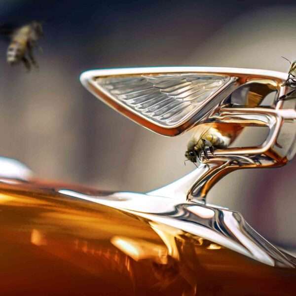 Bumper Year For Bentley’s Bees