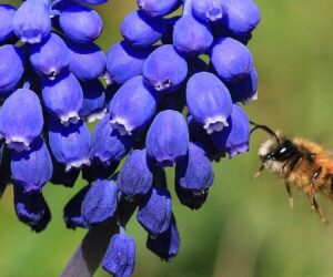 Gardeners Encouraged To Plant Early Bloomers To Support Springtime Insects