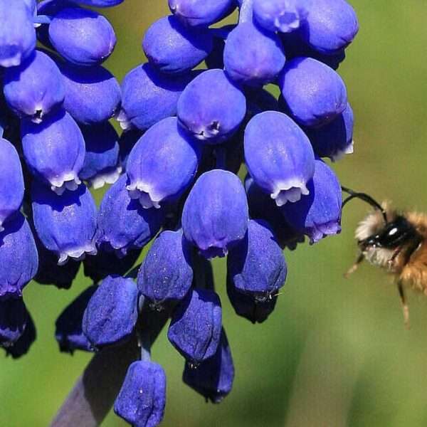 Gardeners Encouraged To Plant Early Bloomers To Support Springtime Insects