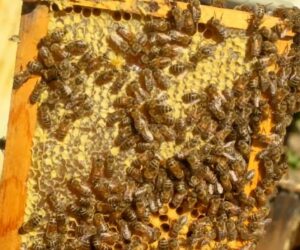 Hive Tech Startup Exec Is ‘Hopeful’ About The Future Of Bees