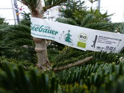 Read more about the article Consumers ‘Should Opt For Organic Xmas Trees As Pesticides Kill Bees’