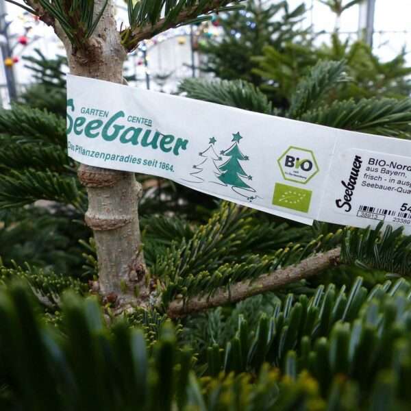 Consumers ‘Should Opt For Organic Xmas Trees As Pesticides Kill Bees’