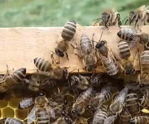 Bees In Slovenia Benefit From The Country’s Ample Woods