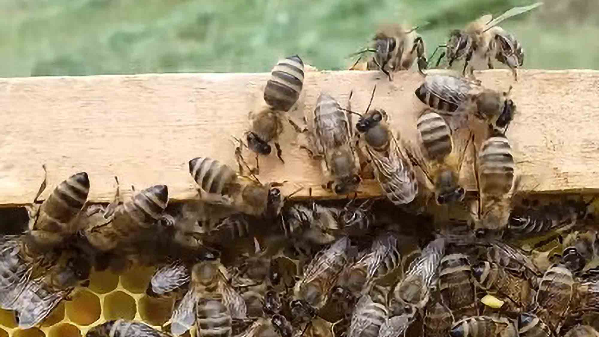 Bees In Slovenia Benefit From The Country’s…