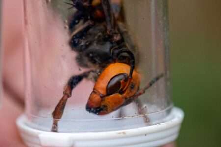 Read more about the article No Asian Giant Hornets In Washington State In 2022