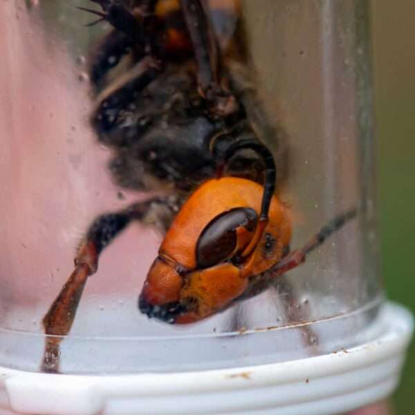 No Asian Giant Hornets In Washington State In 2022