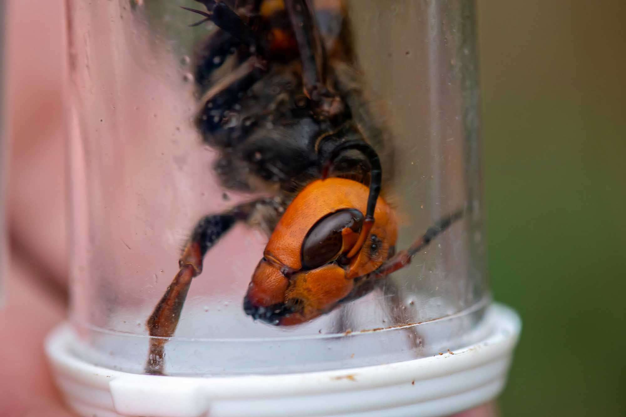No Asian Giant Hornets In Washington State…