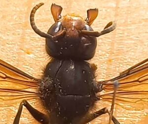 German Beekeepers ‘Helpless’ As Asian Hornet’s Killing Spree Continues