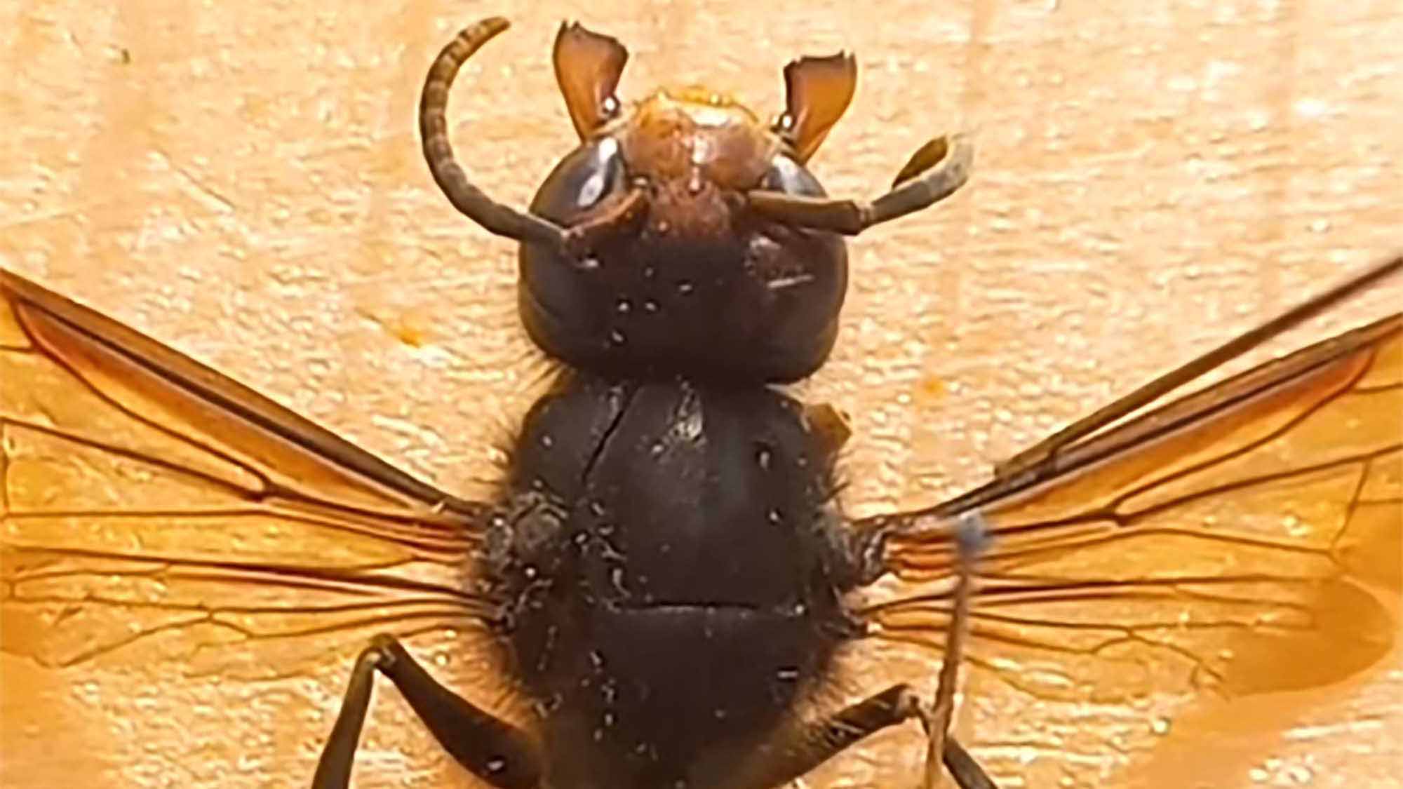 Cologne Beekeeper Issues Asian Hornet Alert