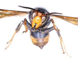 Global Warming Might Help Asian Hornet To Invade Ireland