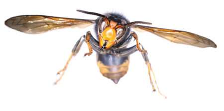 Read more about the article Global Warming Might Help Asian Hornet To Invade Ireland