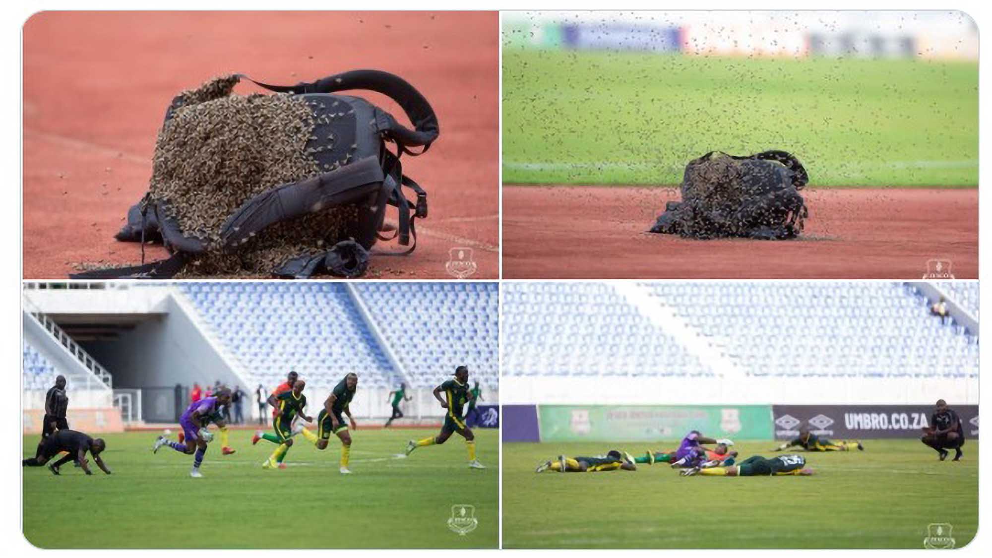 Football Match Interrupted As Bees Invade The…