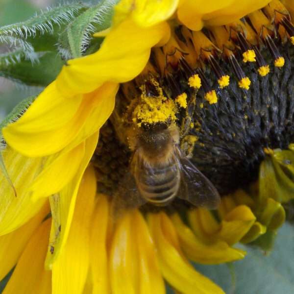Solitary Bees ‘Hit Hardest By Shrinking Habitats’
