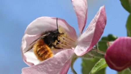 Read more about the article Berlin Prolongs Wild Bee Protection Project