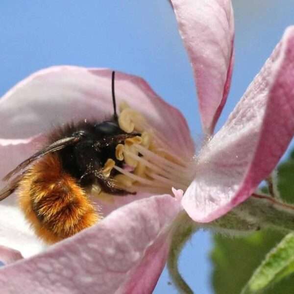 Berlin Prolongs Wild Bee Protection Project